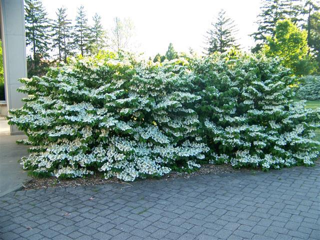 Shasta Doublefile Viburnum bushes